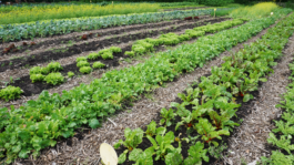 Borderland Residencies